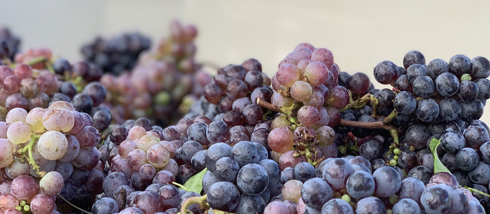 grapes at harvest